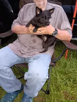 Kitty, a female Yorkshire Terrier for sale in Kendallville, IN – 2 of 2
