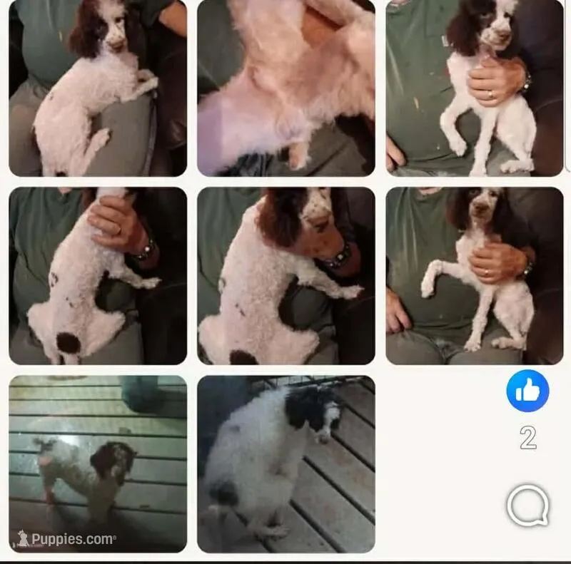 Choco not neautered HUMPING .knows his bussines – Poodle - Toy  puppy for sale in Kendallville, IN