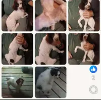 Choco not neautered HUMPING .knows his bussines, a male Poodle - Toy  for sale in Kendallville, IN – 1 of 1