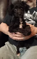Peaches , a female Poodle - Toy  for sale in Kendallville, IN – 3 of 3