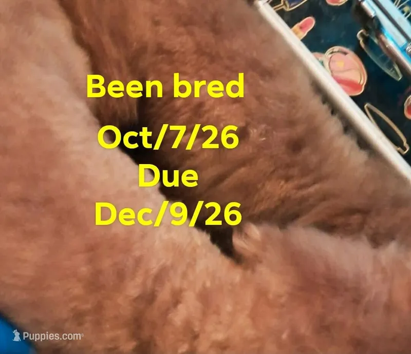 Sophia ( ready to breed) – Poodle - Toy  puppy for sale in Kendallville, IN