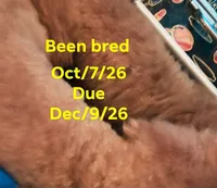Sophia ( mated oct/7/26), a female Poodle - Toy  for sale in Kendallville, IN – 1 of 5