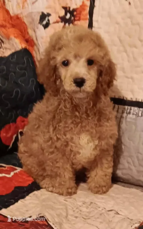 Mask very curly .not neautered (on hold) – Poodle - Toy  puppy on hold in Kendallville, IN