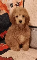 Mask very curly .not neautered (on hold), a male Poodle - Toy  for sale in Kendallville, IN – 1 of 3