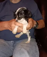 Party girl 2pd 4 oz *vet checked*, a female Poodle - Toy  for sale in Kendallville, IN – Photo 4 of 5