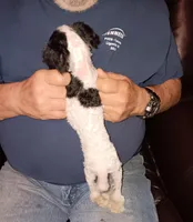 Party girl 2pd 4 oz *vet checked*, a female Poodle - Toy  for sale in Kendallville, IN – Photo 3 of 5