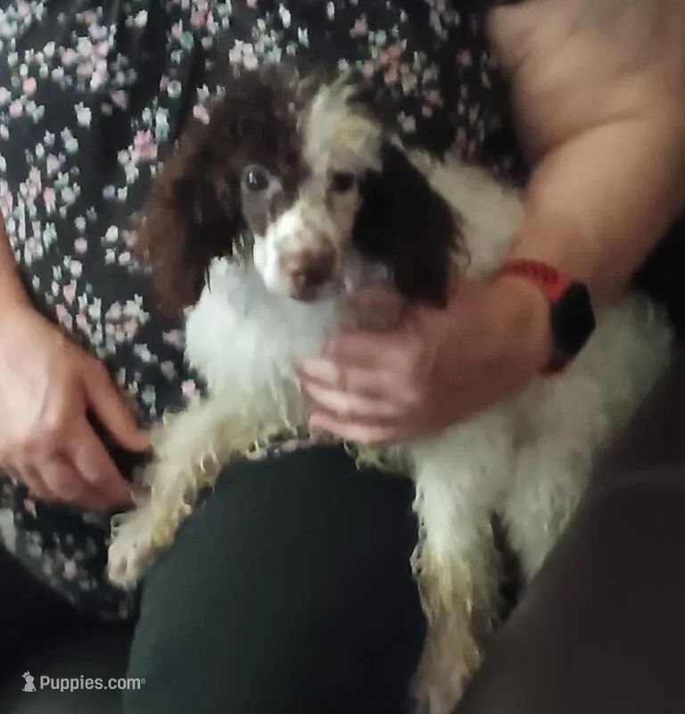 Choco (( 2 testicals no papers)) – Poodle - Miniature  puppy for sale in Kendallville, IN