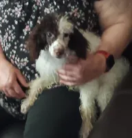 Choco (( 2 testicals no papers)), a male Poodle - Miniature  for sale in Kendallville, IN – 1 of 5
