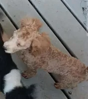 Mask not neautered, a male Poodle - Toy  for sale in Kendallville, IN – 1 of 1