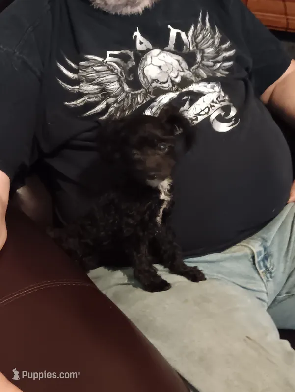 Peach tuxcedo girl – Poodle - Toy  puppy for sale in Kendallville, IN
