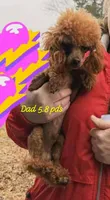 Rock  (red boy)last price drop, a male Poodle - Toy  for sale in Kendallville, IN – 4 of 5