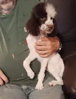 Chocolate 🍫 party (no papers), a male Poodle - Toy  for sale in Kendallville, IN – 3 of 8