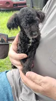 Peaches tuxcedo *vet checked* 5 pd.( not spaded.), a female Poodle - Toy  for sale in Kendallville, IN – 4 of 7