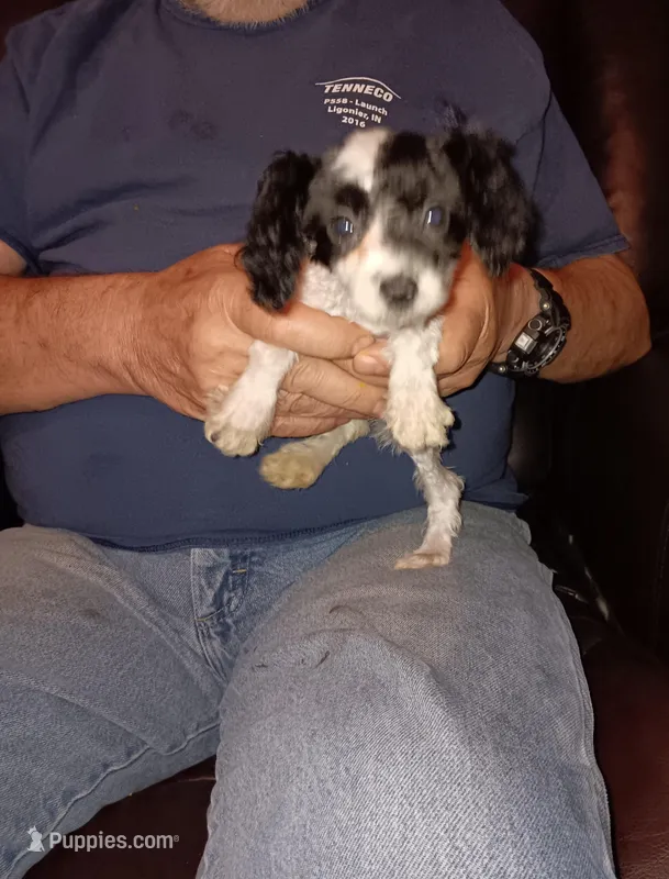 Tweety  – Poodle - Toy  puppy for sale in Kendallville, IN