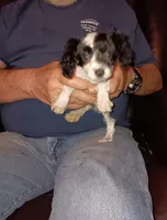 Tweety , a female Poodle - Toy  for sale in Kendallville, IN – Photo 1 of 4