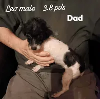Choco( has testicles), a male Poodle - Miniature  for sale in Kendallville, IN – 3 of 4