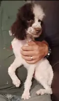 Choco, a male Poodle - Toy  for sale in Kendallville, IN – 3 of 5