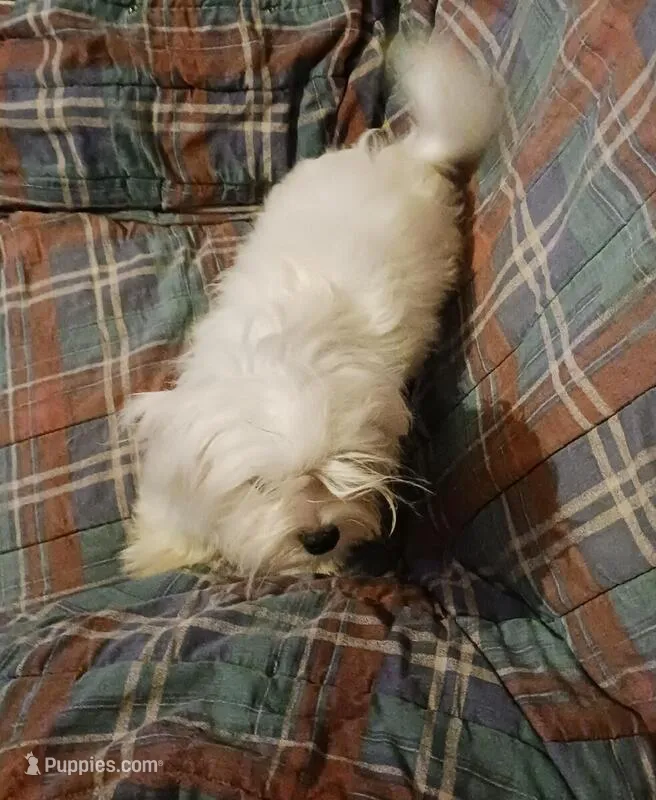  Boomerang. Best offer. – Maltese puppy for sale in Kendallville, IN