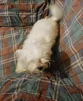  Boomerang. Best offer., a male Maltese for sale in Kendallville, IN – 1 of 1