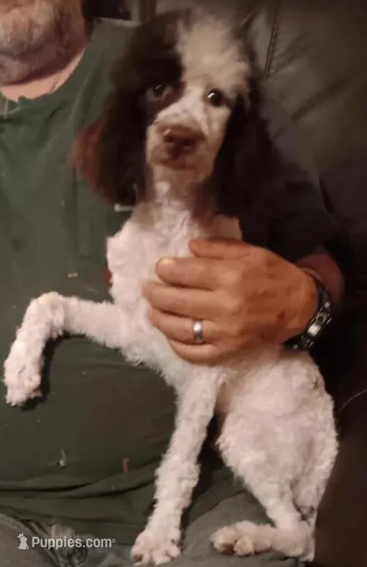 Choco (not neautered) – Poodle - Toy  puppy for sale in Kendallville, IN