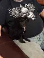 Peaches tuxcedo *vet checked* 2 pds 4 oz, a female Poodle - Toy  for sale in Kendallville, IN – Photo 4 of 5