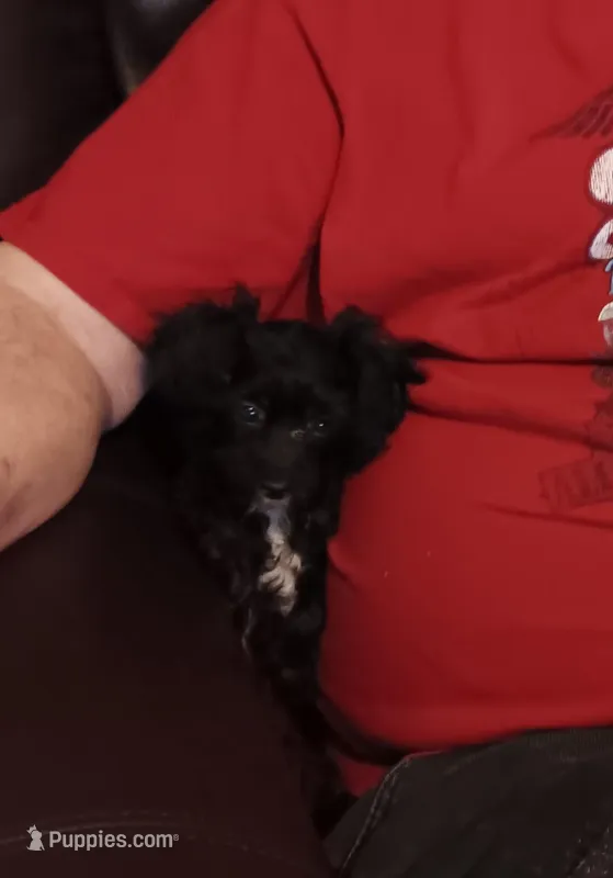 Peaches tuxcedo *vet checked* 2 pds 4 oz – Poodle - Toy  puppy for sale in Kendallville, IN