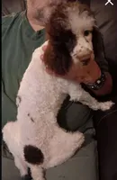 Choco, a male Poodle - Toy  for sale in Kendallville, IN – 6 of 7