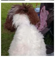 Choco, a male Poodle - Toy  for sale in Kendallville, IN – 4 of 4