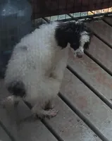 Choco (( 2 testicals no papers)), a male Poodle - Miniature  for sale in Kendallville, IN – 5 of 5