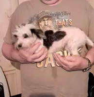 Cupcake..no less, a female Yorkshire Terrier and Poodle - Toy  for sale in Kendallville, IN – 9 of 9