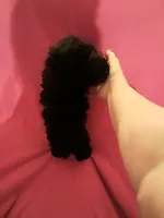 Booger , a male Poodle - Toy  for sale in Kendallville, IN – 2 of 2