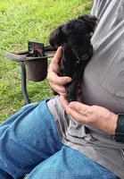 Peaches tuxcedo *vet checked* 5 pd.( not spaded.), a female Poodle - Toy  for sale in Kendallville, IN – 2 of 7
