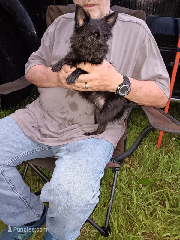 Kitty – Yorkshire Terrier puppy for sale in Kendallville, IN