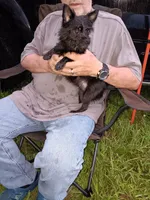 Kitty, a female Yorkshire Terrier for sale in Kendallville, IN – 1 of 2