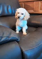 Cooper is proven 6pds, a male Poodle - Toy  for sale in Kendallville, IN – 2 of 2
