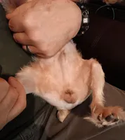 Bandit, a male Yorkshire Terrier for sale in Kendallville, IN – Photo 2 of 4