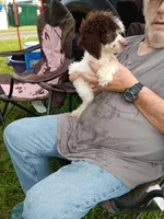 Buba, a male Poodle - Toy  for sale in Kendallville, IN – 2 of 2