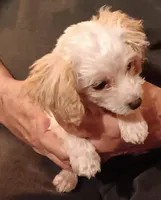 Creamie, a female Poodle - Toy  for sale in Kendallville, IN – Photo 5 of 5