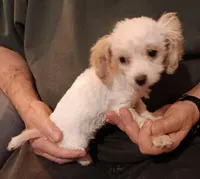 Creamie, a female Poodle - Toy  for sale in Kendallville, IN – Photo 1 of 5