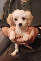 Creamie, a female Poodle - Toy  for sale in Kendallville, IN – Photo 4 of 5