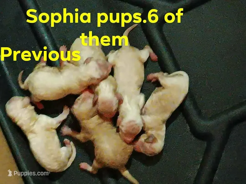 Sophia ( mated oct/7/26) due dec/10/26.( X3 mating ) – Poodle - Toy  puppy for sale in Kendallville, IN