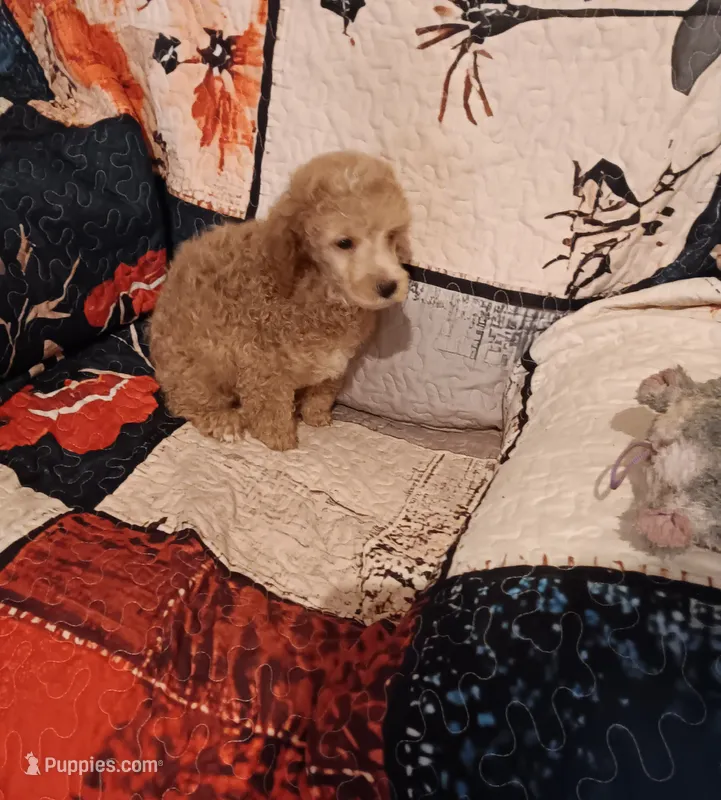 Rock  (red boy) – Poodle - Toy  puppy for sale in Kendallville, IN