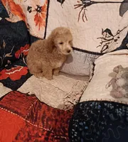Rock  (red boy), a male Poodle - Toy  for sale in Kendallville, IN – 1 of 4