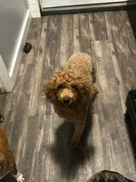 Sophia ( bleeding cycle 4 days ready soon), a female Poodle - Toy  for sale in Kendallville, IN – 3 of 4