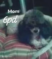 Peaches tuxcedo *vet checked* , a female Poodle - Toy  for sale in Kendallville, IN – 4 of 5