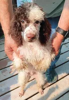 Choco (( 2 testicals no papers)), a male Poodle - Miniature  for sale in Kendallville, IN – 4 of 5