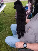  Blacky , a male Poodle - Toy  for sale in Kendallville, IN – 2 of 2