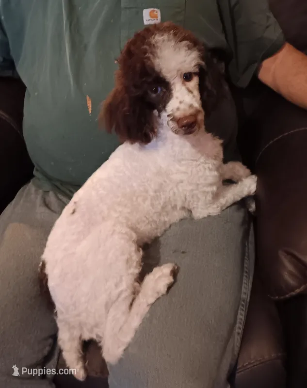 Chocolate 🍫 party (no papers) – Poodle - Toy  puppy for sale in Kendallville, IN