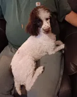 Chocolate 🍫 party (no papers), a male Poodle - Toy  for sale in Kendallville, IN – 1 of 8