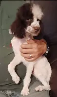 Choco, a male Poodle - Toy  for sale in Kendallville, IN – 3 of 7